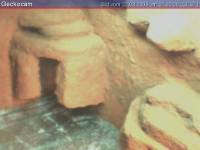 Testbild der Geckocam